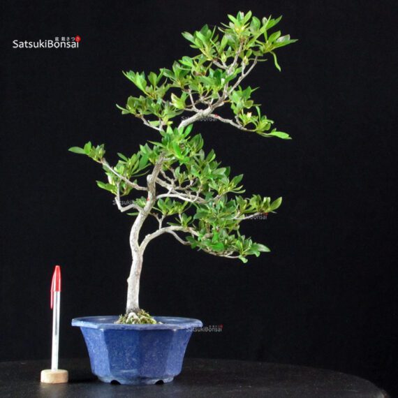 Azalea Satsuki Spp. - immagine 2