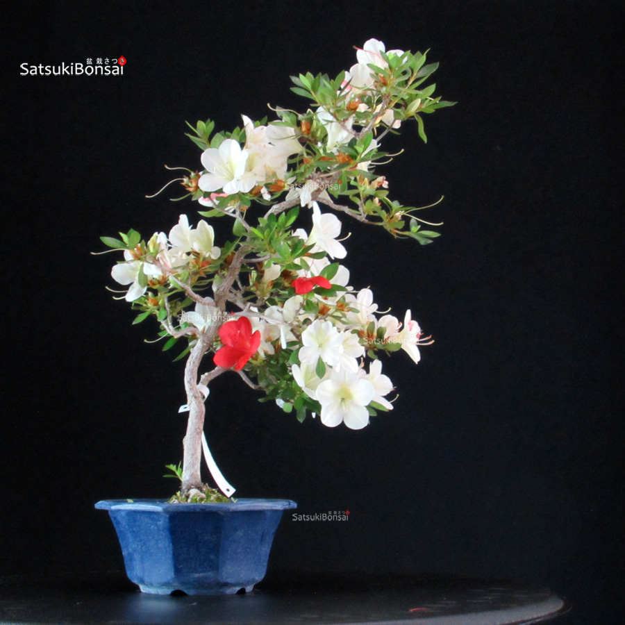 6413_2--satsuki-KOCHO-NO-MAI Azalea Satsuki Spp. - immagine 1