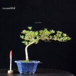 Azalea Satsuki Spp. - immagine 4