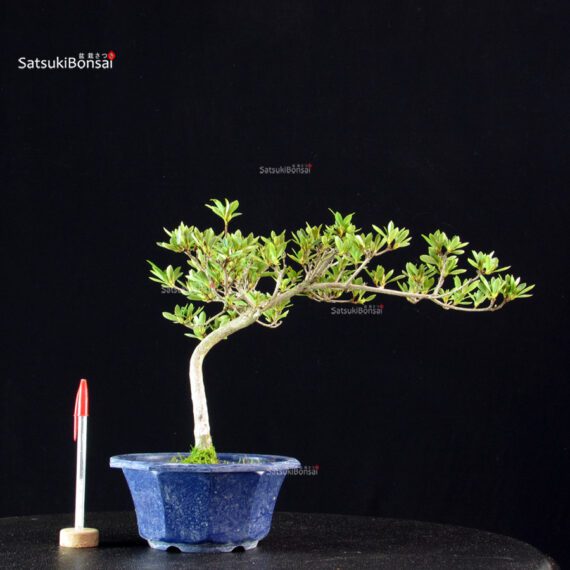 Azalea Satsuki Spp. - immagine 4
