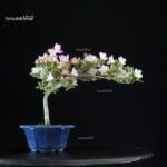 Azalea Satsuki Spp. - immagine 3