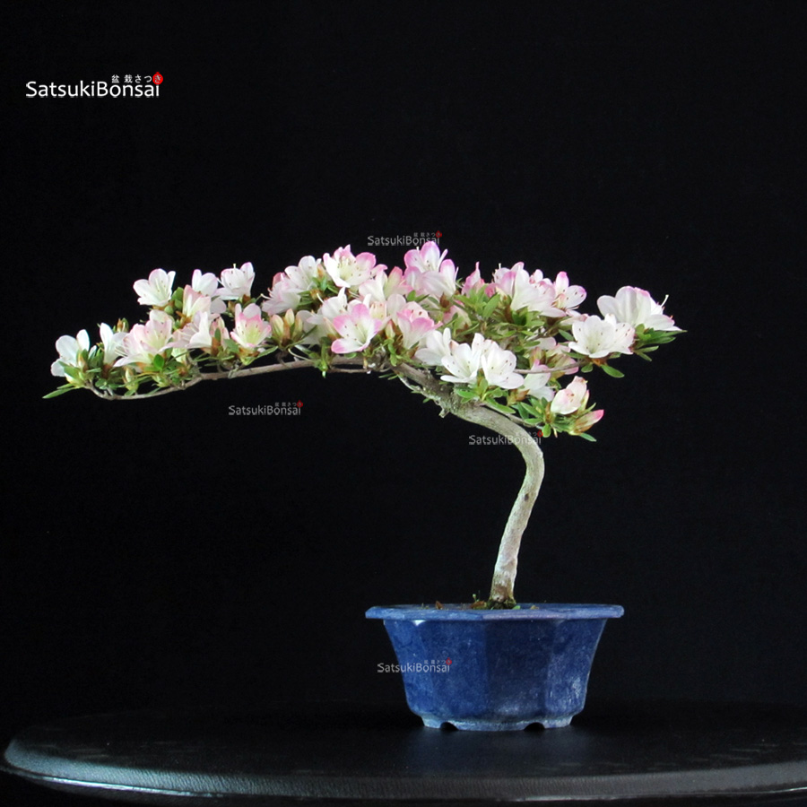 6414_6-satsuki Azalea Satsuki Spp. - immagine 1