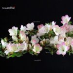 Azalea Satsuki Spp. - immagine 2