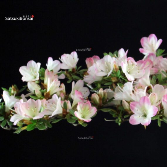 Azalea Satsuki Spp. - immagine 2