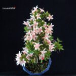 Azalea Satsuki SHUHO NO HIKARI - immagine 4