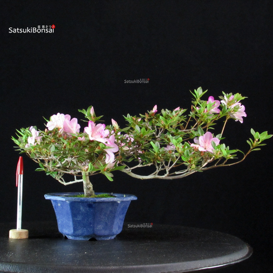 6416_1-Satsuki Azalea Satsuki Spp. - immagine 1