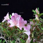 Azalea Satsuki Spp. - immagine 2