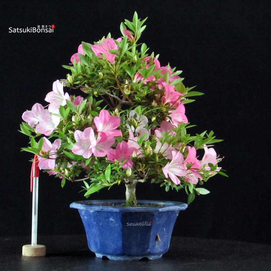 6419_1-Satsuki Sakura Azalea Satsuki SAKURA - immagine 1
