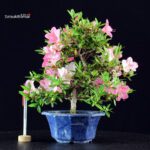 Azalea Satsuki SAKURA - immagine 3