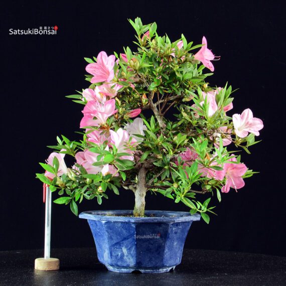 Azalea Satsuki SAKURA - immagine 3