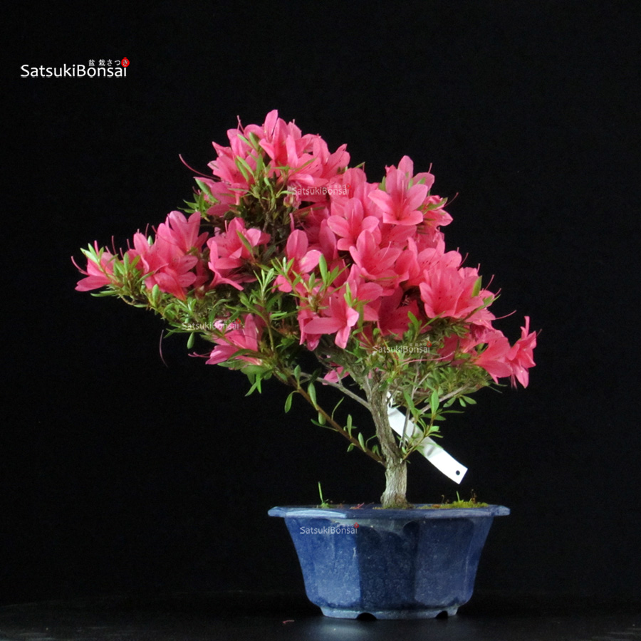 6432_3-satsuki-Korin Azalea Satsuki KORIN - immagine 1