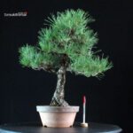 Pinus Thunbergii Kuromatsu