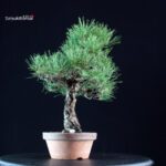 Pinus Thunbergii Kuromatsu - immagine 4