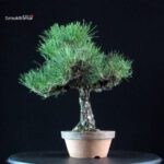 Pinus Thunbergii Kuromatsu - immagine 3