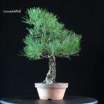 Pinus Thunbergii Kuromatsu - immagine 2