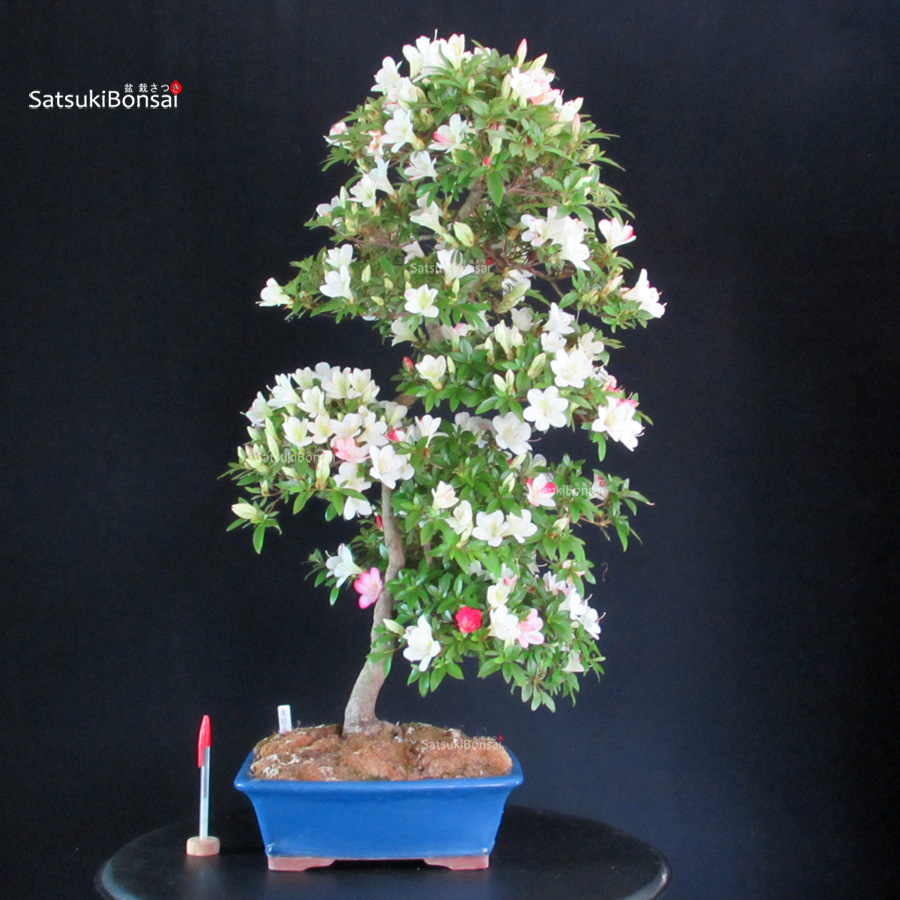 6473_1-Satsuki-Suigotome Azalea Satsuki SUIGOTOME - immagine 1