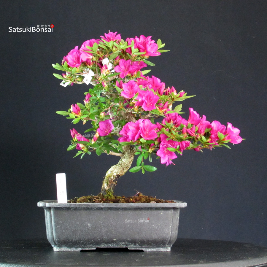 6507_6-Satsuki-hoshinokagayaki Azalea Satsuki Hoshi no Kagayaki - immagine 1
