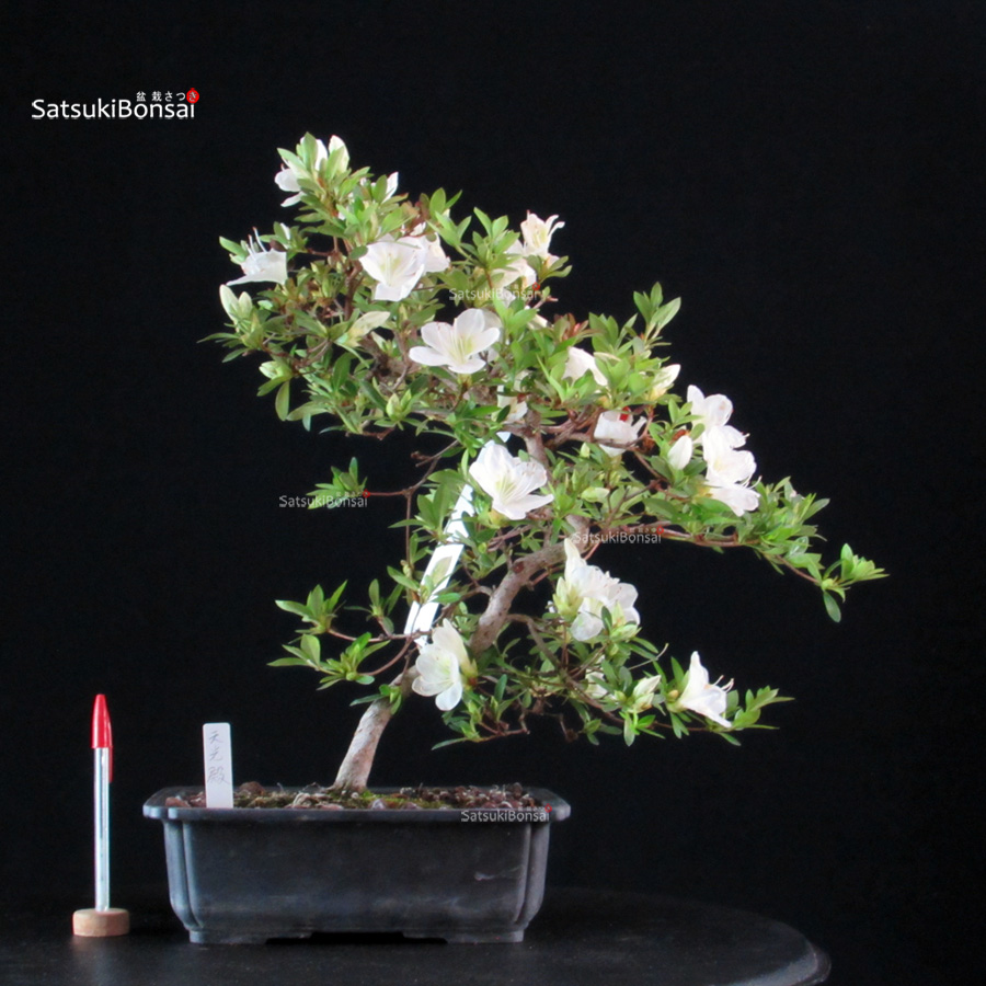 6512_1-Satsuki-Tenkoden Azalea Satsuki Tenkoden - immagine 1
