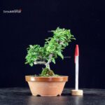 Chaenomeles Speciosa - Chojubai