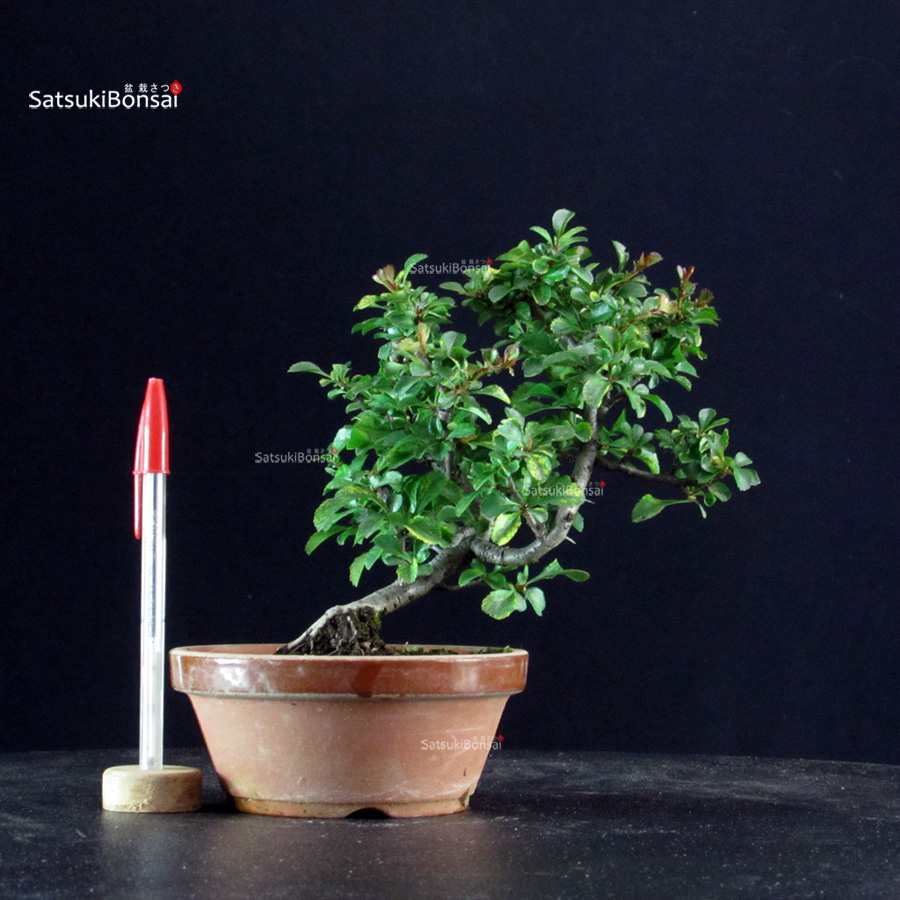 6542_1-Chaenomeles speciosa chojubai Chaenomeles Speciosa - Chojubai - immagine 1