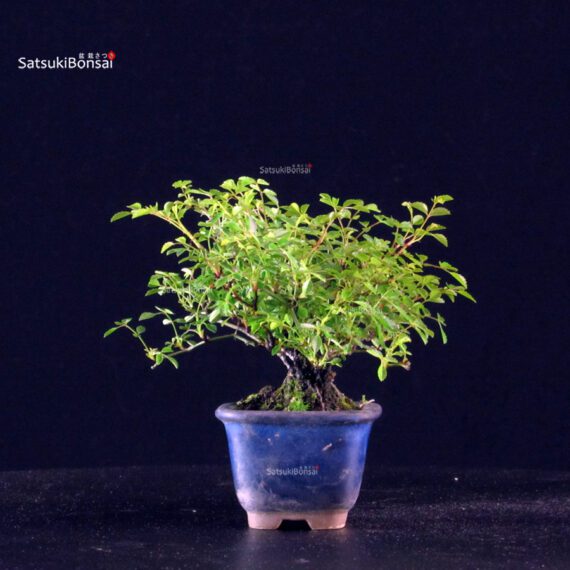 Rosa Spp. - immagine 2