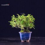 Rosa Spp. - immagine 3