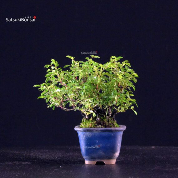 Rosa Spp. - immagine 3