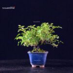 Rosa Spp. - immagine 4