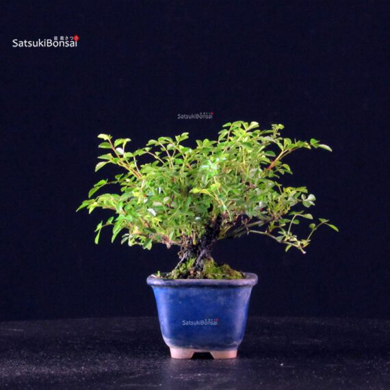 Rosa Spp. - immagine 4