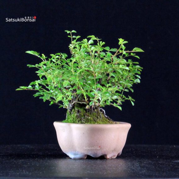 Rosa Spp. - immagine 2