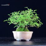 Rosa Spp. - immagine 3