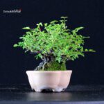 Rosa Spp. - immagine 4