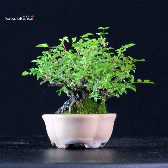 Rosa Spp. - immagine 4