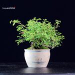 Rosa Spp. - immagine 2