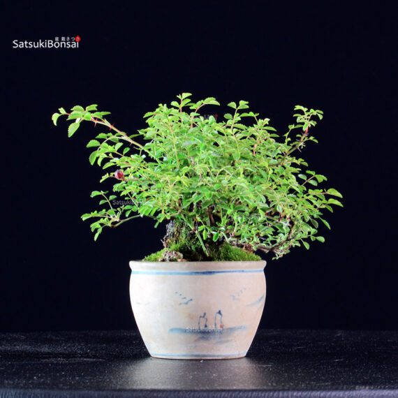 Rosa Spp. - immagine 2