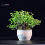 Rosa Spp. - immagine 3