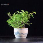 Rosa Spp. - immagine 4