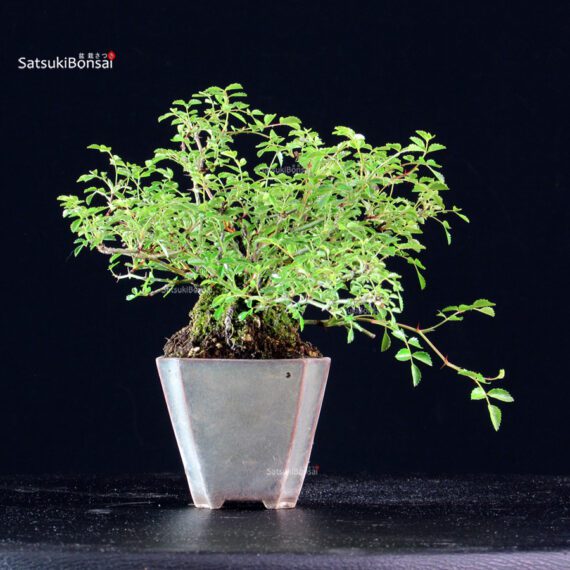 Rosa Spp. - immagine 2