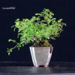 Rosa Spp. - immagine 3