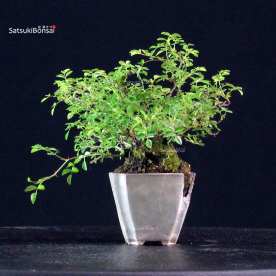 Rosa Spp. - immagine 3