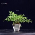 Rosa Spp. - immagine 4