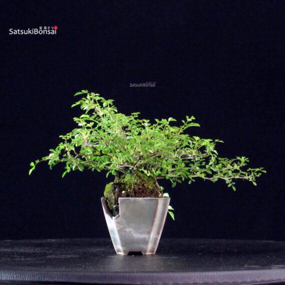 Rosa Spp. - immagine 4