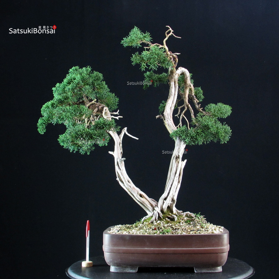 CV-26021_1-Juniperus Kishu Juniperus Chinensis Kishu - immagine 1