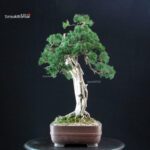 Juniperus Chinensis Kishu - immagine 2