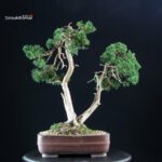 Juniperus Chinensis Kishu - immagine 3