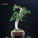 Juniperus Chinensis Kishu - immagine 4