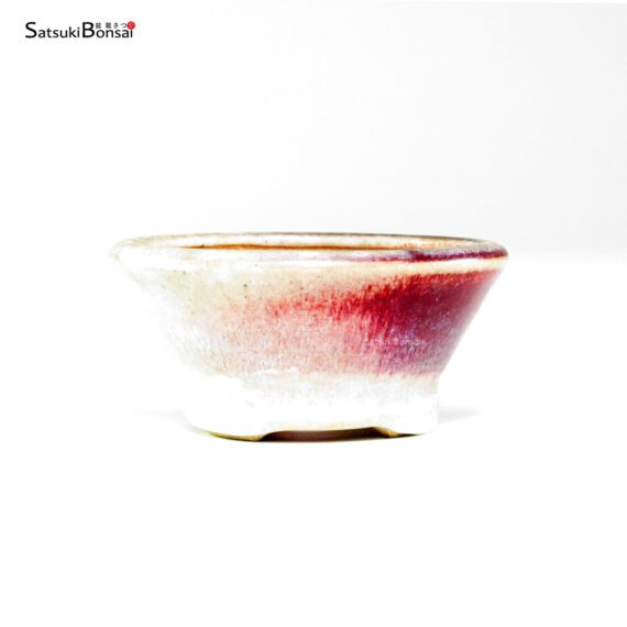 T26032 8.2x3.5 - Bikou - immagine 2