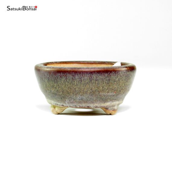 T26034 8.5x4.0 - Shoho - immagine 2