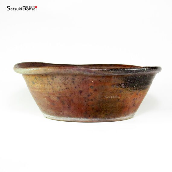 T26088 35.5x12.0 - Matsushita Bonsai - immagine 2