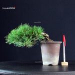 Pinus Thunbergii - Pino nero
